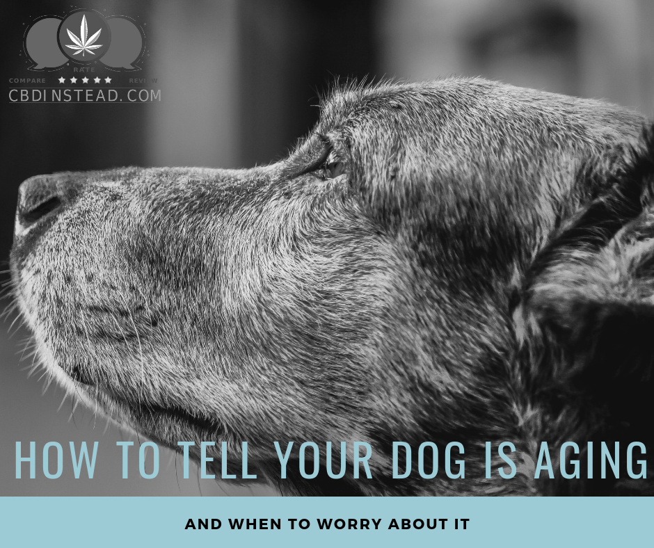 Signs Your Dog Is Getting Older And When To Worry