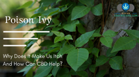 CBD For Poison Ivy Rashes