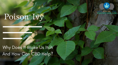 CBD For Poison Ivy Rashes