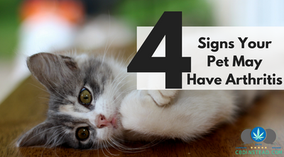 4 Signs Your Pet May Have Arthritis