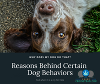 Why Does My Dog Do That? Reasons Behind Certain Dog Behaviors