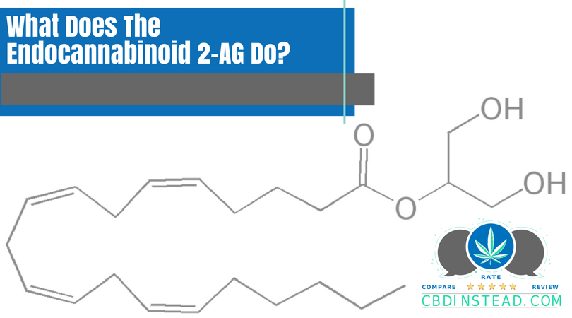What Does The Endocannabinoid 2-AG Do?