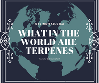 What in the World are Terpenes and Why do They Matter?
