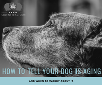 Signs Your Dog Is Getting Older And When To Worry
