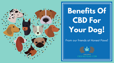 Benefits Of CBD For Your Dog
