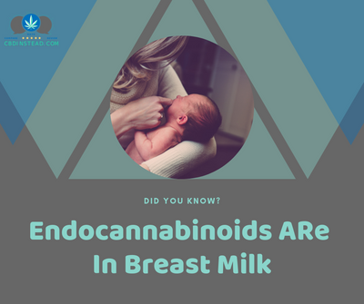 Did You Know? Endocannabinoids Are In Breast Milk