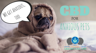 CBD For Anxious Pets