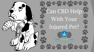 Can CBD Help With My Injured Pet?