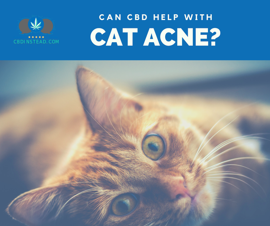 CBD For Cat Acne