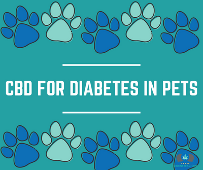 CBD For Diabetes In Pets