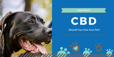 How Much CBD Should You Give Your Dog?