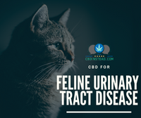 CBD For Feline Urinary Tract Disease