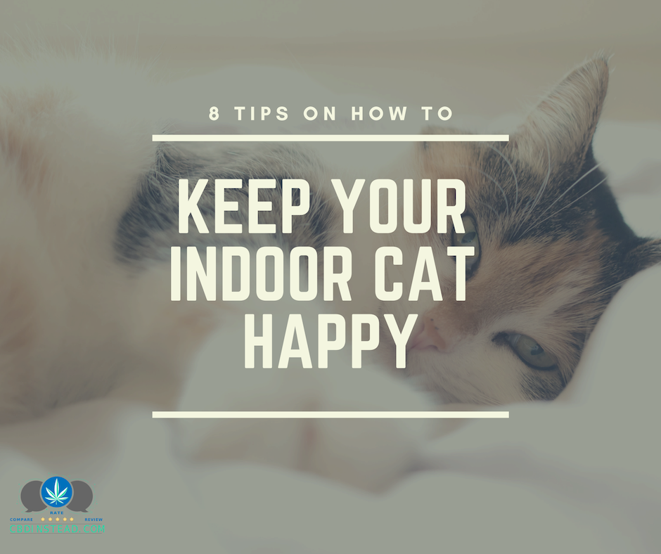 8 Tips To Keep Your Indoor Cat Happy