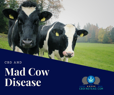 CBD And Mad Cow Disease