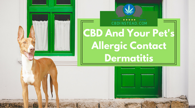 CBD And Your Pet's Allergic Contact Dermatitis