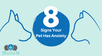 8 Signs Your Pet Has Anxiety