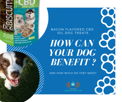 Bacon Flavored CBD Dog Treats: How Can Your Dog Benefit And How Much Do They Need?