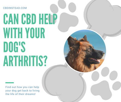 Can CBD Help Your Dog's Arthritis?