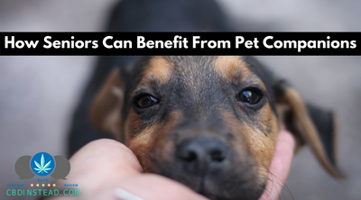 How Seniors Can Benefit From Pet Companions