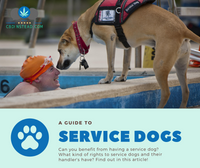 A Guide To Service Dogs