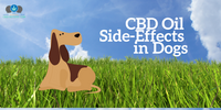 CBD Oil Side-Effects in Dogs