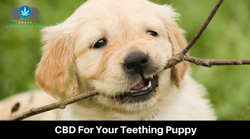 CBD For Your Teething Puppy